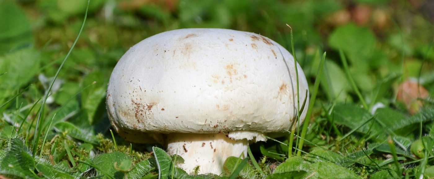 Mushroom Farming